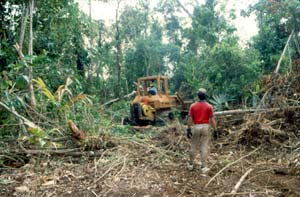 Bulldozing Trees