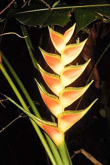 Heliconia wagnerianna