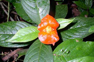 Passion Flower - Passiflora