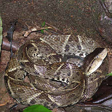 Terciopelo