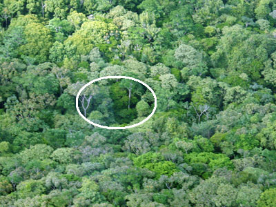 Treefall Gap Viewed from Above Canopy